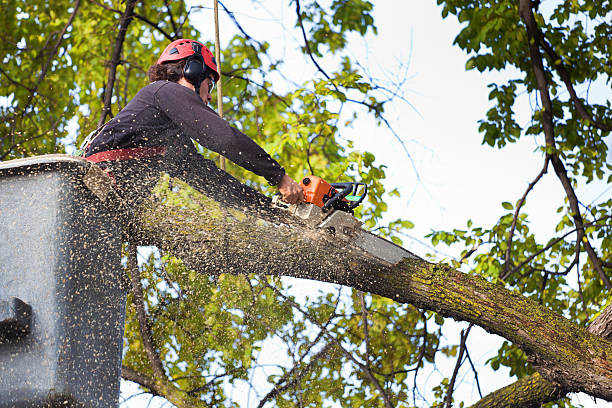  Hobe Sound, FL Tree Service Pros